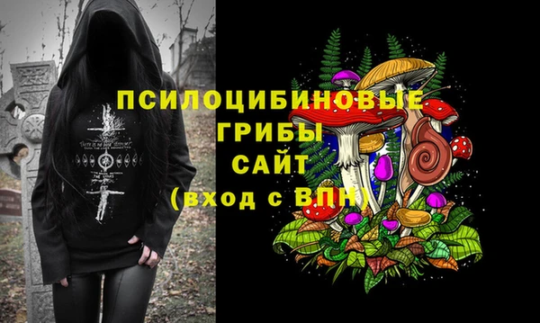 сатива Беломорск